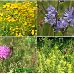 110728-120725-200712-210627-DSC_IMG_8162-2932-1903-9966