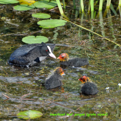 140807-DSC_7378-meerkoet