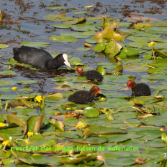 140807-DSC_7414-wijz13-15