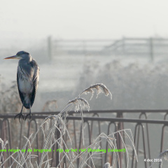 161204-P1030355-61-uitsnede