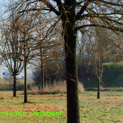 170301-IMG_4411-12-Panorama