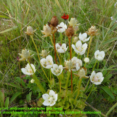 180829-P1060644-parnassia