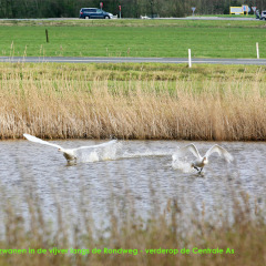 200316-IMG_5355-uitsnede